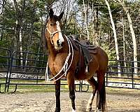 blaze-horse