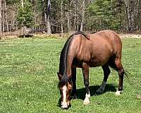 stocking-horse
