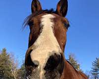 socks-horse