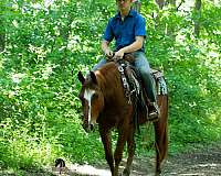 athletic-crossbred-pony