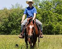 kid-safe-crossbred-pony