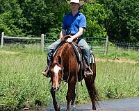 husband-safe-crossbred-pony