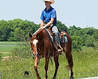 parade-crossbred-pony