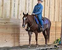 ranch-crossbred-pony
