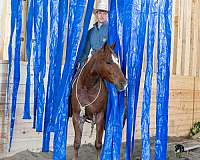 ranch-versatility-crossbred-pony