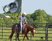 ranch-work-crossbred-pony