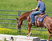 trail-crossbred-pony