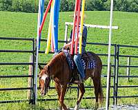 trail-riding-crossbred-pony