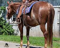 bay-crossbred-pony-gelding