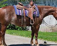 trail-class-competition-crossbred-pony