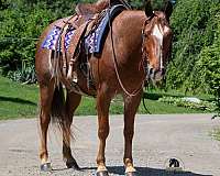 youth-crossbred-pony