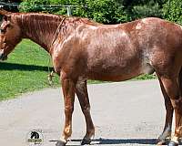 bay-all-around-horse