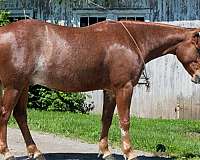 bay-athletic-horse