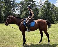white-sock-horse
