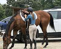 bay-white-sock-horse