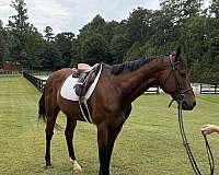 all-around-thoroughbred-horse