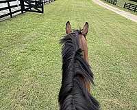 athletic-thoroughbred-horse
