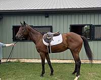 dressage-thoroughbred-horse