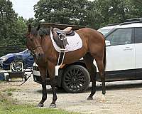 english-pleasure-thoroughbred-horse