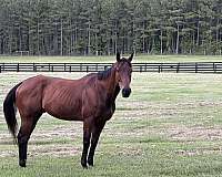 western-horse-thoroughbred