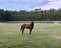 adults-thoroughbred-horse