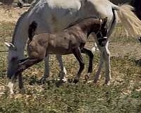 15-hand-lusitano-colt