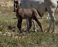 all-around-lusitano-horse