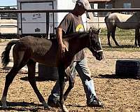 athletic-lusitano-horse