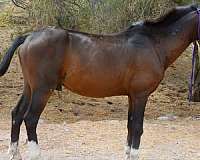 8-hand-hackney-pony