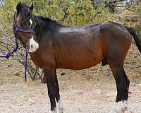 8-hand-hackney-stallion
