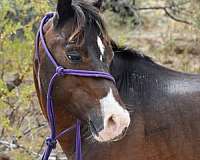 bay-hackney-pony-stallion