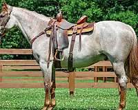 all-around-quarter-horse