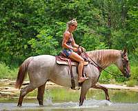 athletic-quarter-horse