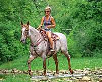 beginner-quarter-horse