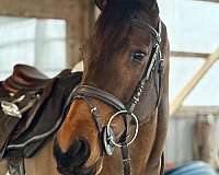 eventing-thoroughbred-horse