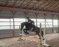 jumper-thoroughbred-horse