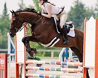athletic-thoroughbred-horse