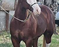 chestnut-4-high-white-stockings-horse
