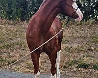 blue-eyes-horse
