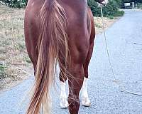 bald-face-horse