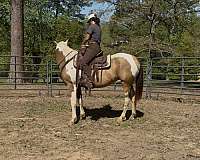 quarter-horse-for-sale