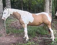 quarter-horse