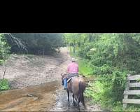 aqha-mare-quarter-horse