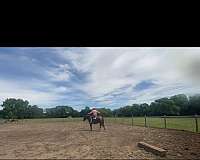 broodmare-quarter-horse