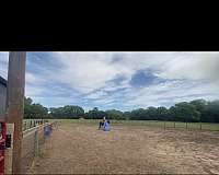 buck-quarter-horse