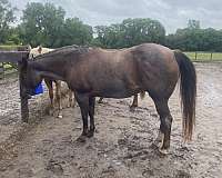 calves-quarter-horse