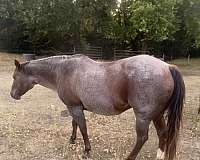 cattle-quarter-horse