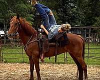 people-paso-fino-horse