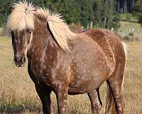 silb-icelandic-mare