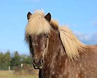 silb-dappled-horse